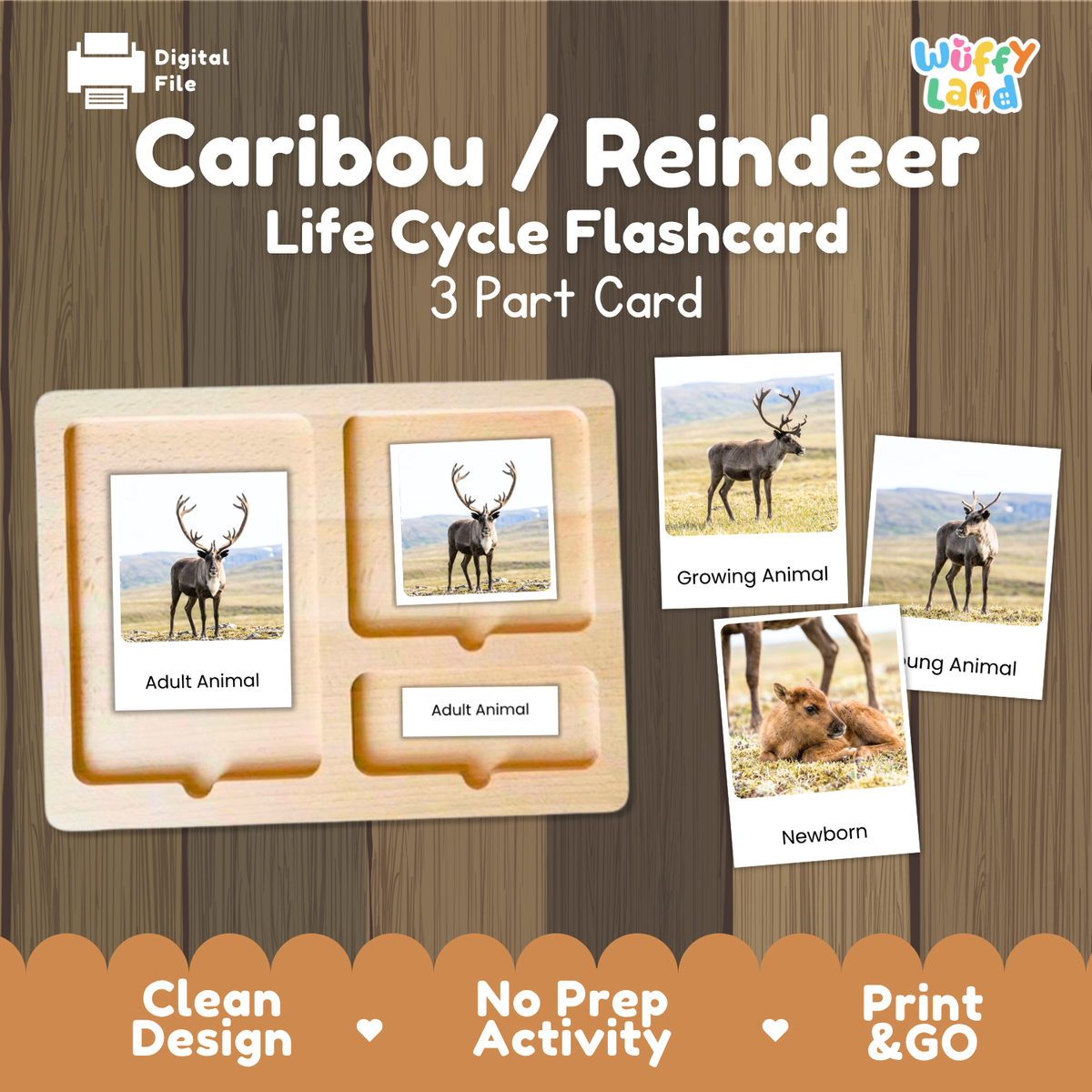 Caribou / Reindeer Life Cycle Flashcard 3 Part Card