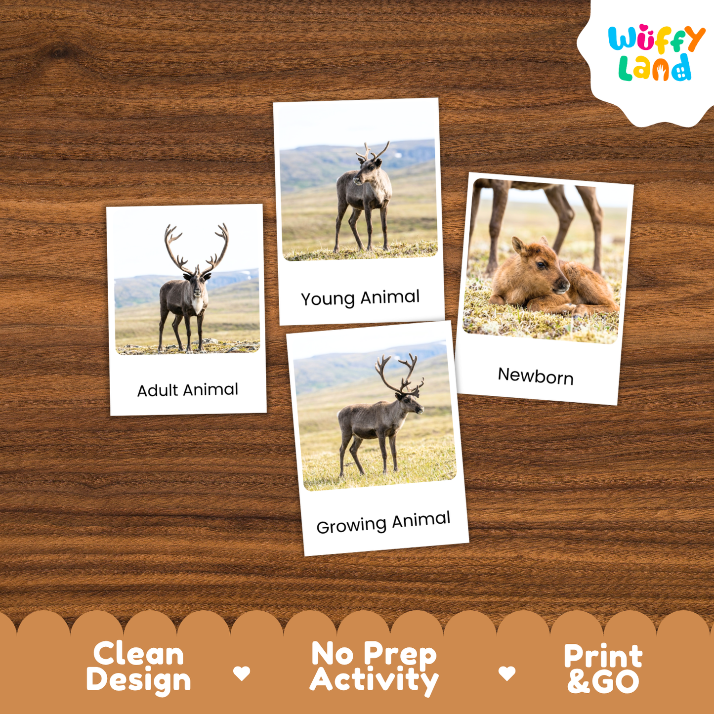 Caribou / Reindeer Life Cycle Flashcard 3 Part Card