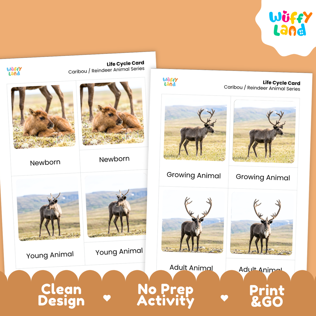 Caribou / Reindeer Life Cycle Flashcard 3 Part Card