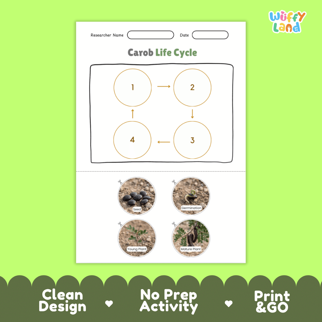 Educational reference chart poster showing the 4 stages of the carob life cycle from seed and germination to young seedling and mature pod-bearing tree