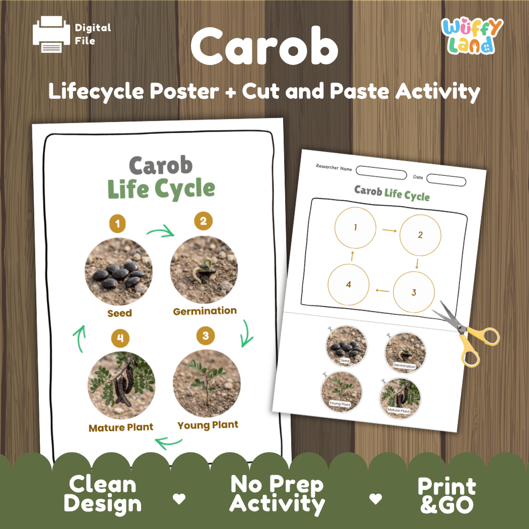 Carob tree life cycle educational poster and cut and paste printable sequencing activity featuring real photos for elementary science