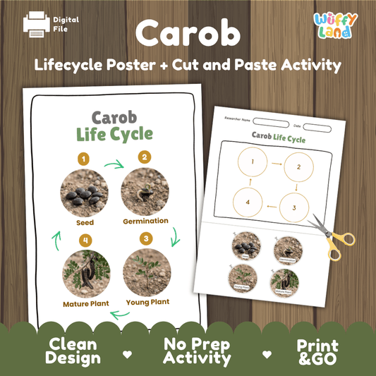 Carob tree life cycle educational poster and cut and paste printable sequencing activity featuring real photos for elementary science