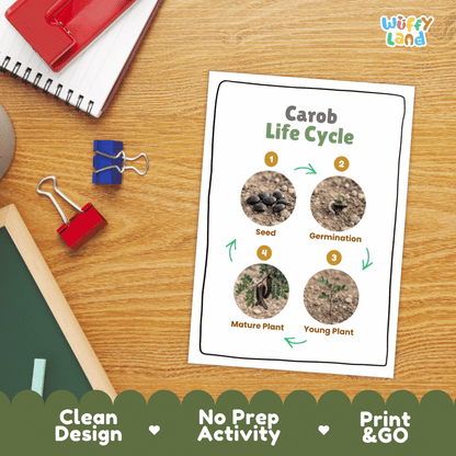 Hands-on cut and paste science worksheet with numbered circular slots for students to sequence real photo stages of a carob plant