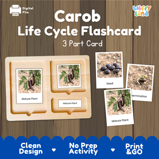 Montessori 3-part nomenclature cards showing authentic photos of carob tree growth stages displayed on a wooden tray 🗂️🏷️