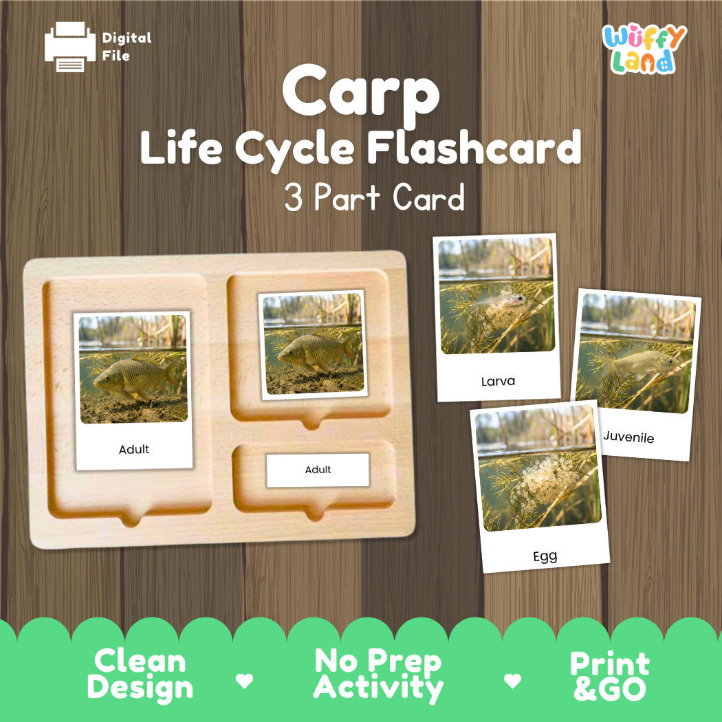 Carp Life Cycle Flashcards 3 Part Cards Montessori Science Printable