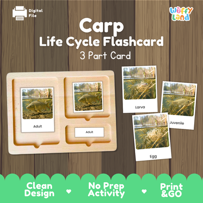 Carp Life Cycle Flashcards 3 Part Cards Montessori Science Printable