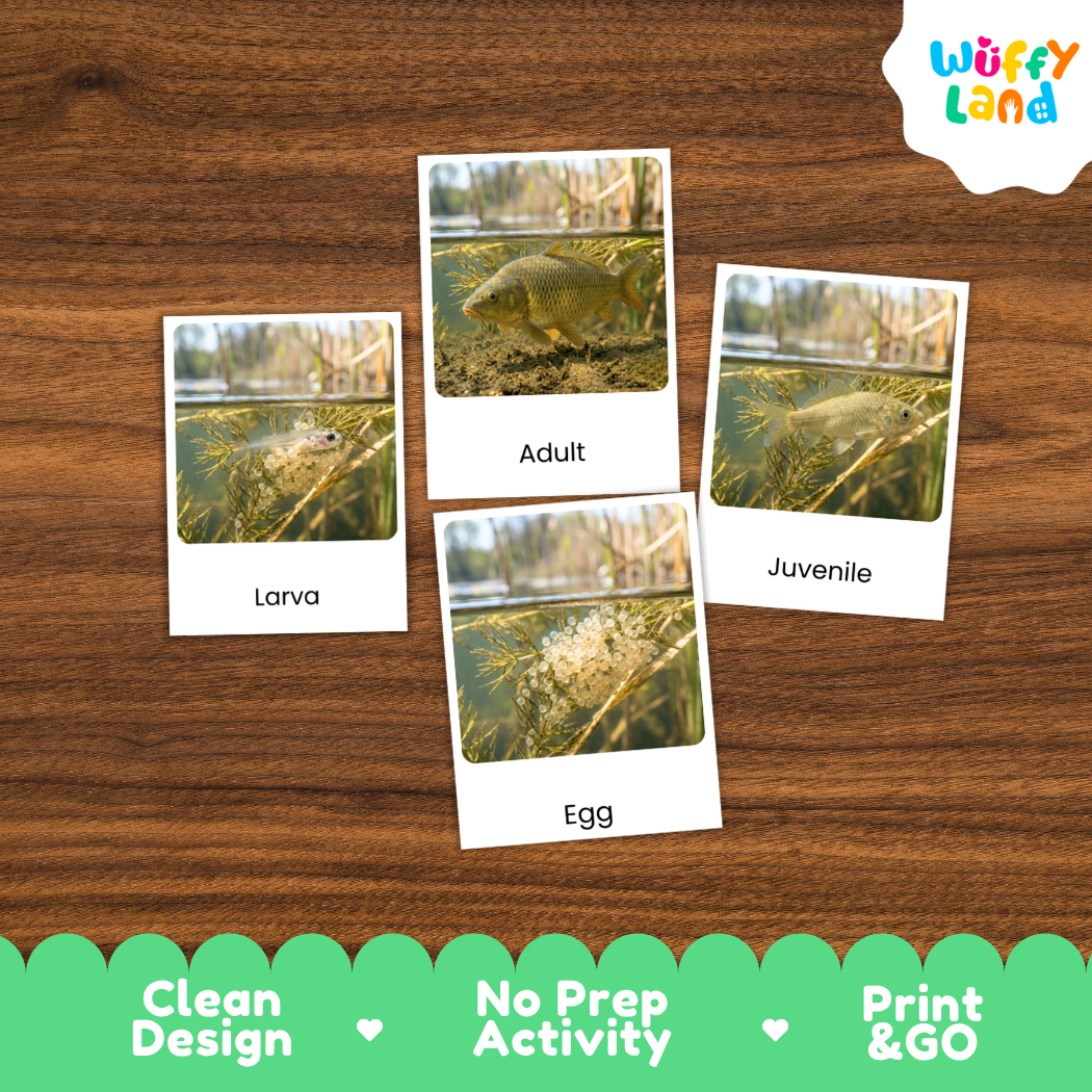 Carp Life Cycle Flashcards 3 Part Cards Montessori Science Printable