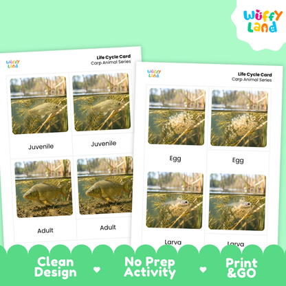 Carp Life Cycle Flashcards 3 Part Cards Montessori Science Printable