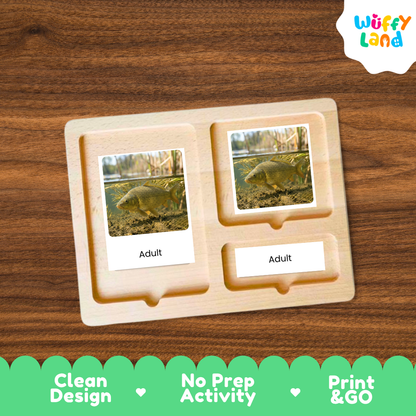 Carp Life Cycle Flashcards 3 Part Cards Montessori Science Printable
