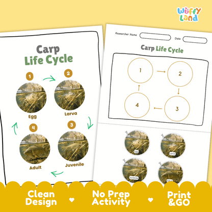 Carp Life Cycle Poster and Cut and Paste Worksheet Activity