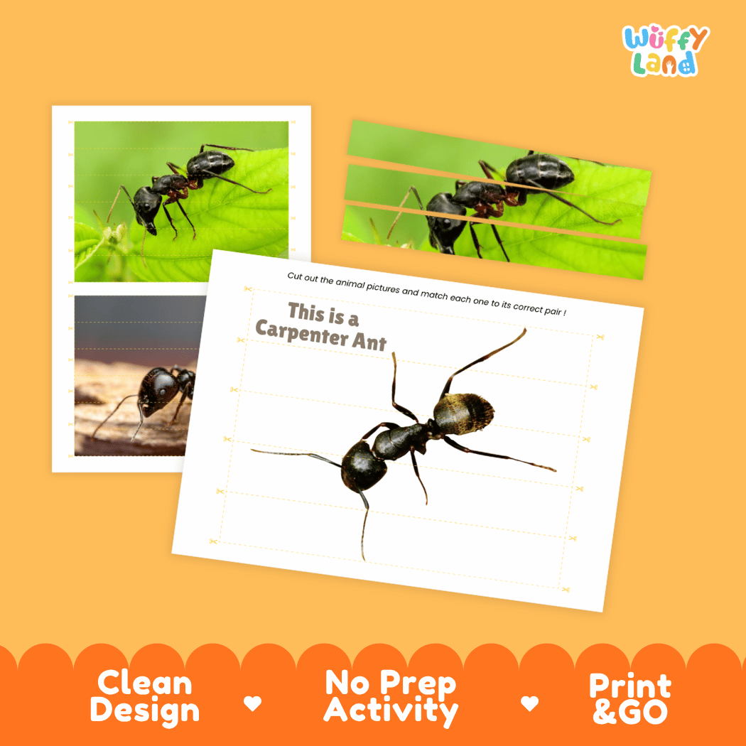 Carpenter Ant Cut and Match Activity Printables Worksheets