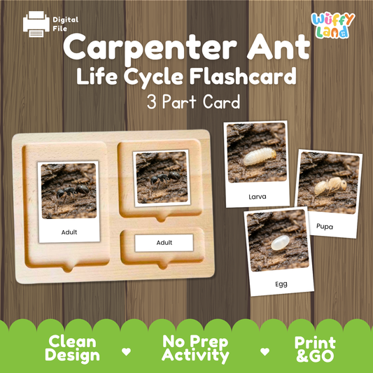Montessori 3-part photo cards for carpenter ant life cycle shown on wooden tray paired with animal research report worksheets and reference photo page