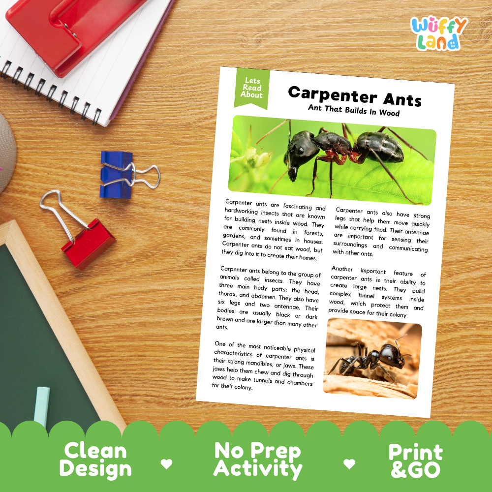 A printed educational poster about carpenter ants laid on a wooden desk, surrounded by school supplies including a spiral notebook, red binder clips, and a blue pen. The poster has colorful text, a large ant illustration, and a green banner at the bottom reading 'Clean Design', 'No Prep Activity', and 'Print & GO'.