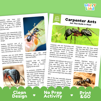 A promotional graphic for a carpenter ant educational activity kit by Wiffly Land. The design shows two white booklets with black text, a small clear plastic container holding blue-green liquid, and a wooden ant, with green and white banners at the bottom reading 'Clean Design', 'No Prep Activity', and 'Print & GO'.