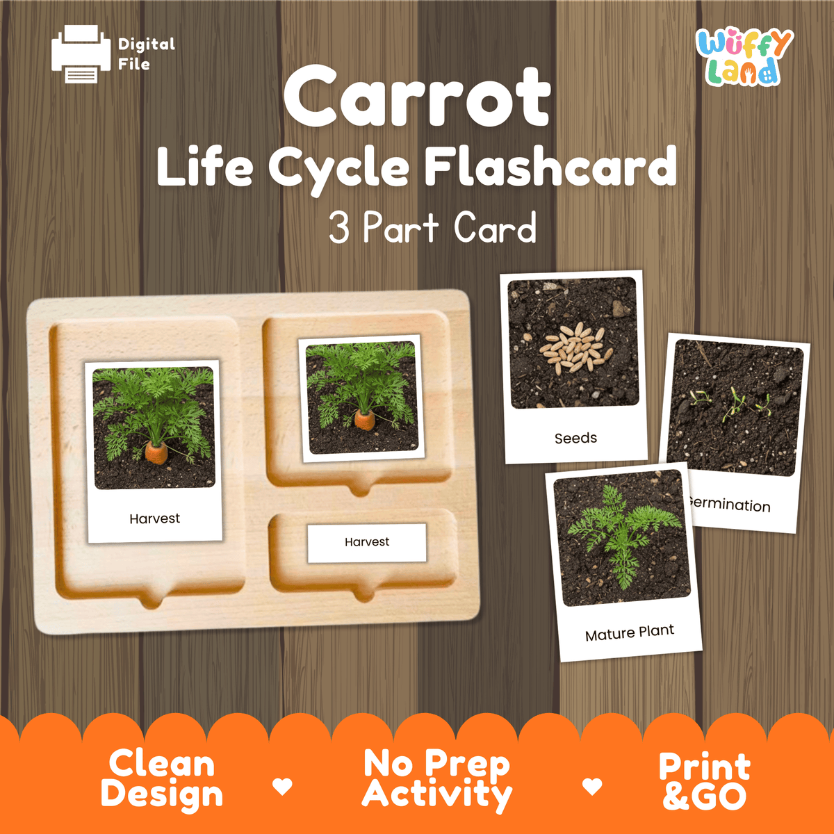 Montessori three part cards featuring real photographic images of carrot plant growth stages and harvested root displayed on a wooden tray