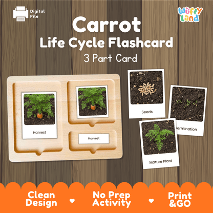 Montessori three part cards featuring real photographic images of carrot plant growth stages and harvested root displayed on a wooden tray
