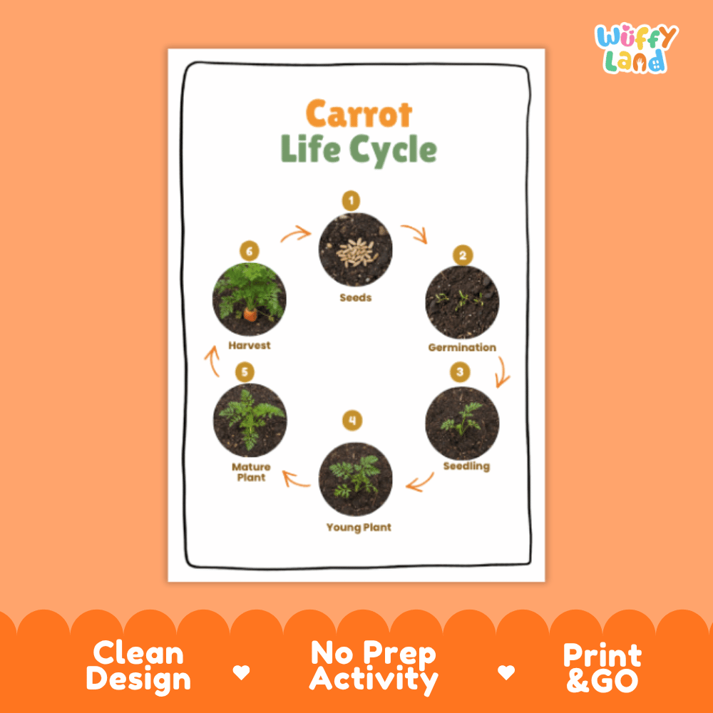 Carrot Life Cycle Poster and Cut and Paste Activity Plant Science Printable