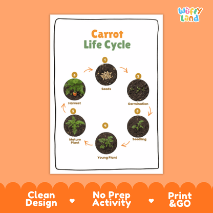 Carrot Life Cycle Poster and Cut and Paste Activity Plant Science Printable