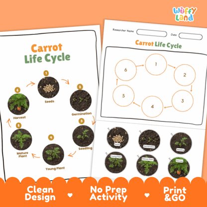 Carrot Life Cycle Poster and Cut and Paste Activity Plant Science Printable
