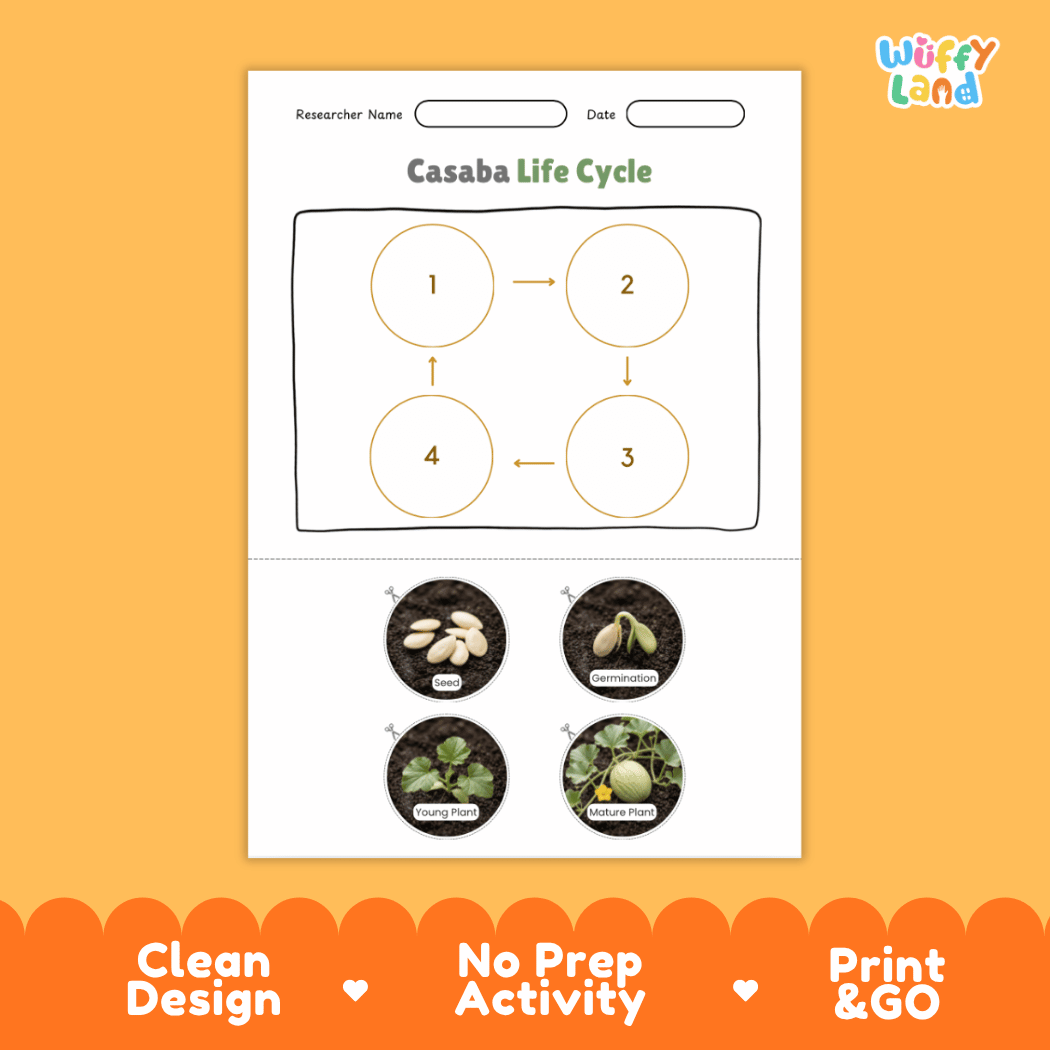 Educational reference chart poster showing the 4 stages of the casaba melon life cycle from seed and germination to young seedling and mature vine