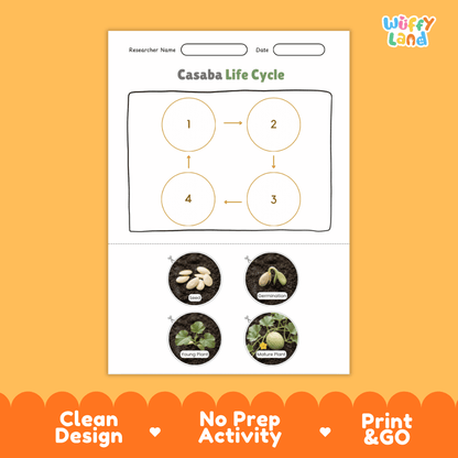 Educational reference chart poster showing the 4 stages of the casaba melon life cycle from seed and germination to young seedling and mature vine
