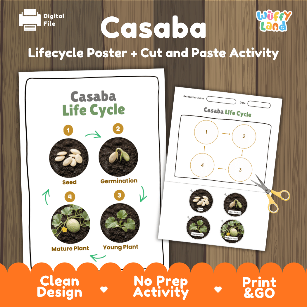 Casaba melon plant life cycle educational poster and cut and paste printable sequencing activity featuring real photos for elementary science