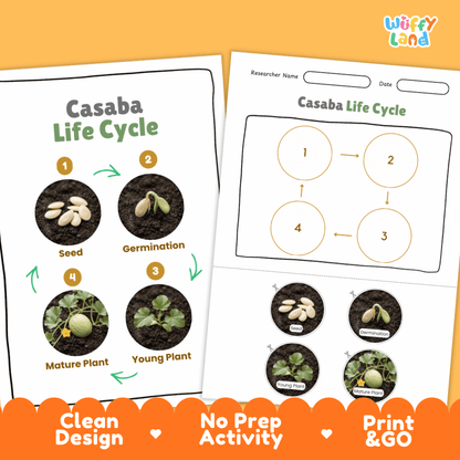 Print and go digital PDF plant science activity featuring clean design layout, researcher name line, and zero prep classroom format