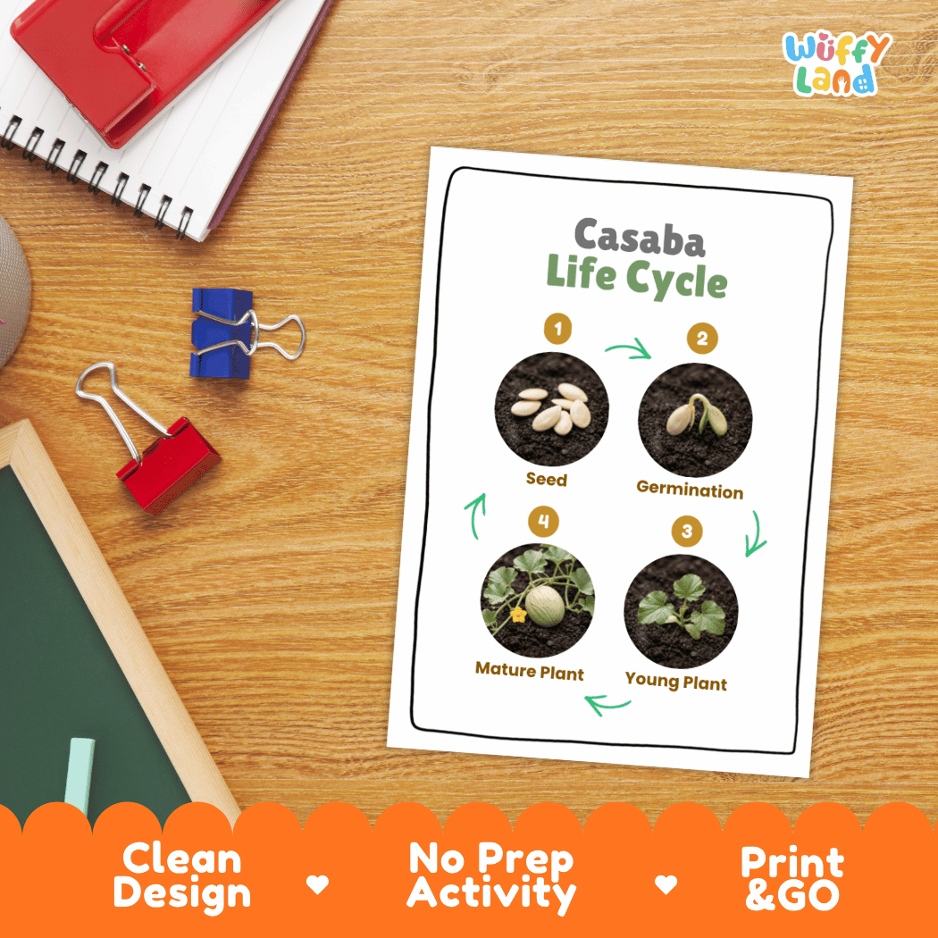 Hands-on cut and paste science worksheet with numbered circular slots for students to sequence real photo stages of a casaba melon plant