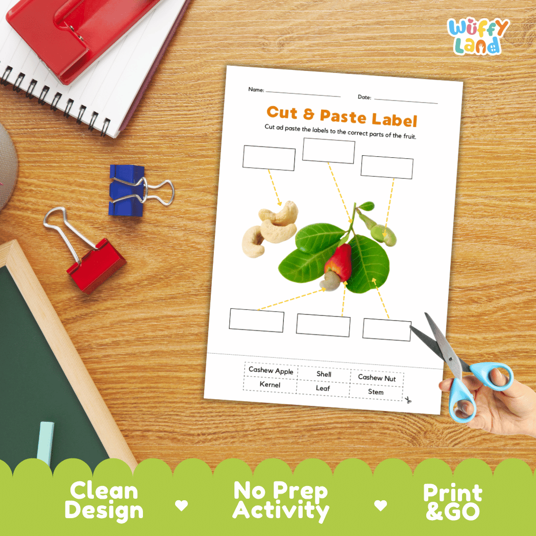 Differentiated cashew fruit and nut labeling worksheets featuring write-in callout boxes and vocabulary word bank