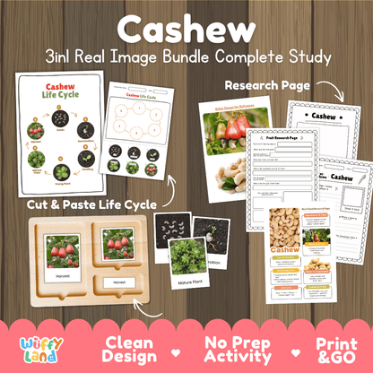 Complete Cashew 3-in-1 real image study bundle featuring cut and paste worksheets, Montessori 3-part cards, and research pages 🌰🌱