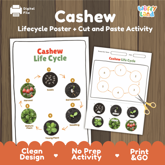 Printable cashew life cycle cut and paste sequencing worksheet with real photography of seeds, germination, seedling, and cashew apple harvest ✂️🔄