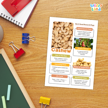A printed cashew research page laid on a wooden desk with school supplies around it, including a spiral notebook, binder clips, chalk, and a red notebook. The page contains text sections about cashew, seed, nutrition, growth, and life cycle, with photos of cashew kernels and a cashew tree.