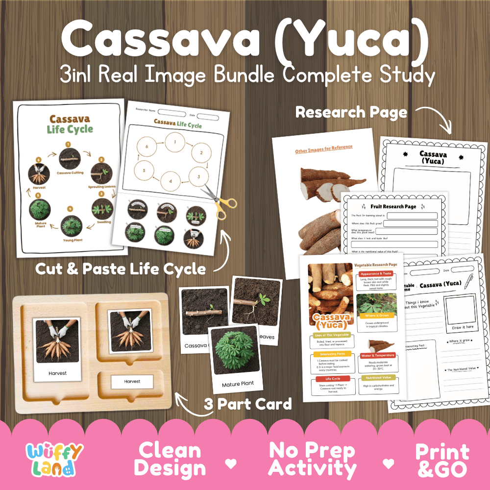 Cassava yuca 3in1 real image bundle complete study printable featuring life cycle cut and paste worksheets, Montessori 3-part cards, and research pages