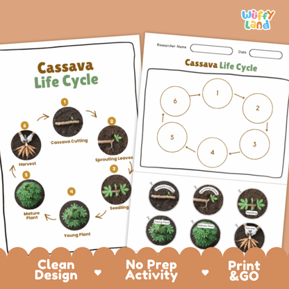 Cassava Lifecycle Poster and Cut and Paste Activity Worksheets | Plant Science Printables
