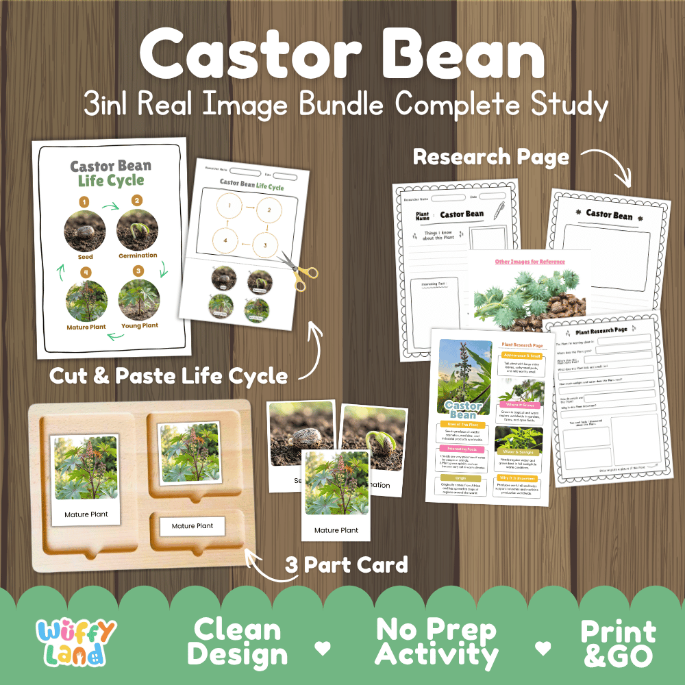 Castor bean plant 3in1 real image bundle complete study printable featuring life cycle cut and paste worksheets, Montessori 3-part cards, and research pages