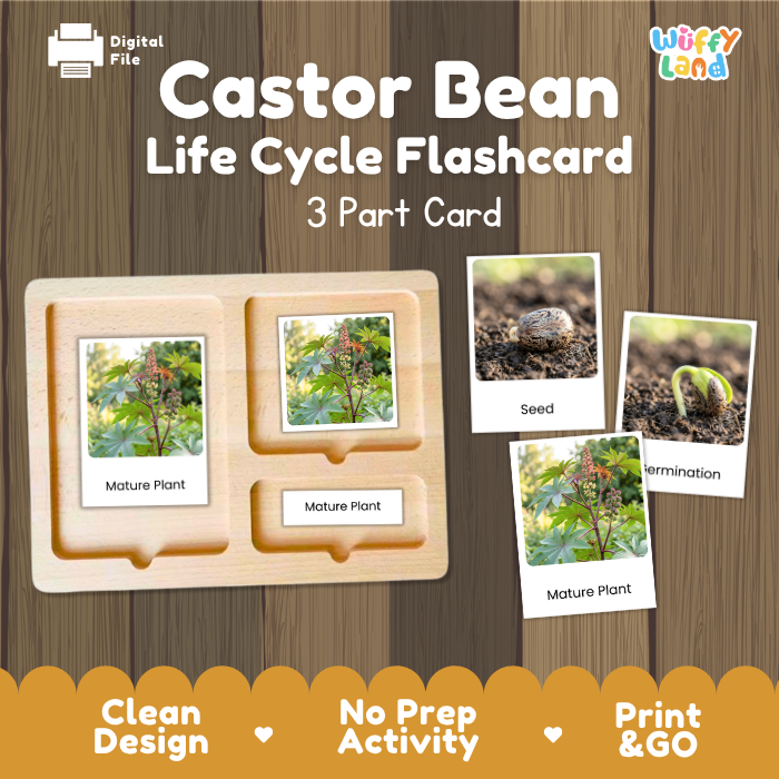 Castor Bean Life Cycle Flashcards | 3 Part Cards Montessori Science Activity