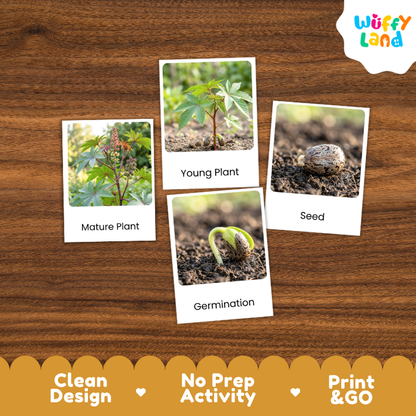 Castor Bean Life Cycle Flashcards | 3 Part Cards Montessori Science Activity