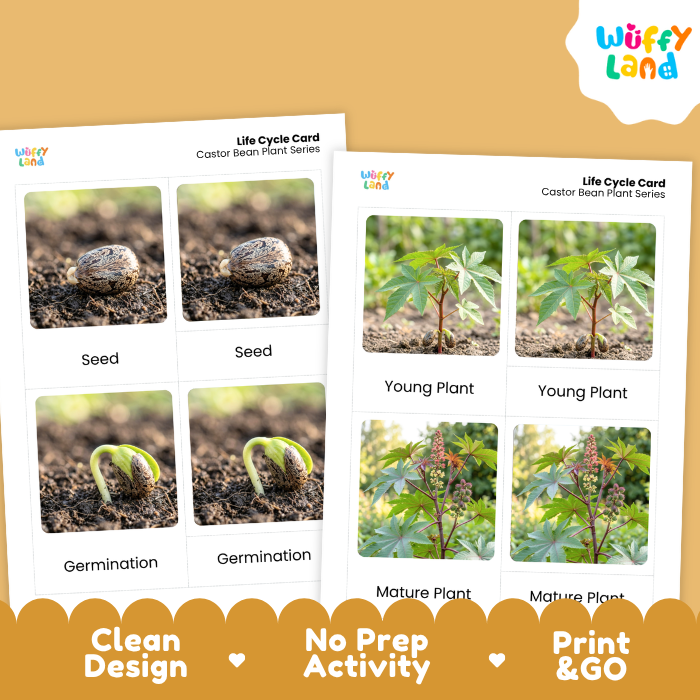 Castor Bean Life Cycle Flashcards | 3 Part Cards Montessori Science Activity
