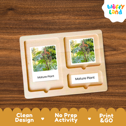 Castor Bean Life Cycle Flashcards | 3 Part Cards Montessori Science Activity