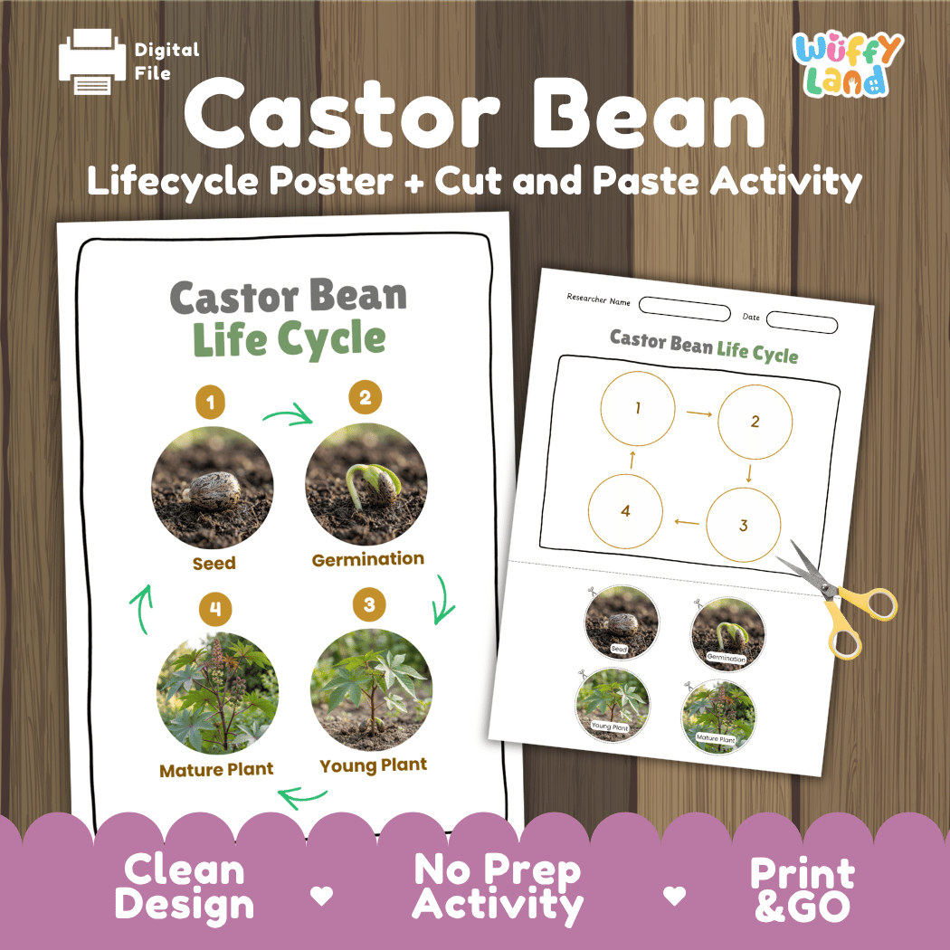 Castor Bean Life Cycle Poster and Cut and Paste Activity Worksheet