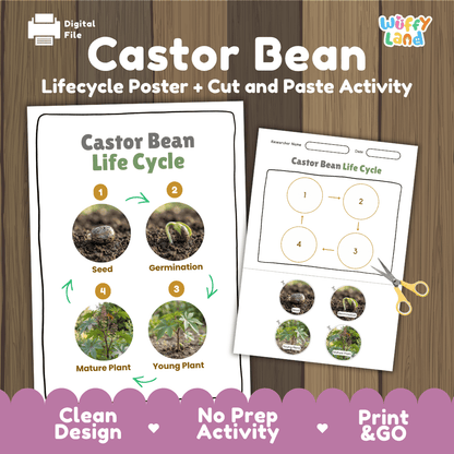 Castor Bean Life Cycle Poster and Cut and Paste Activity Worksheet