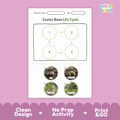 Castor Bean Life Cycle Poster and Cut and Paste Activity Worksheet