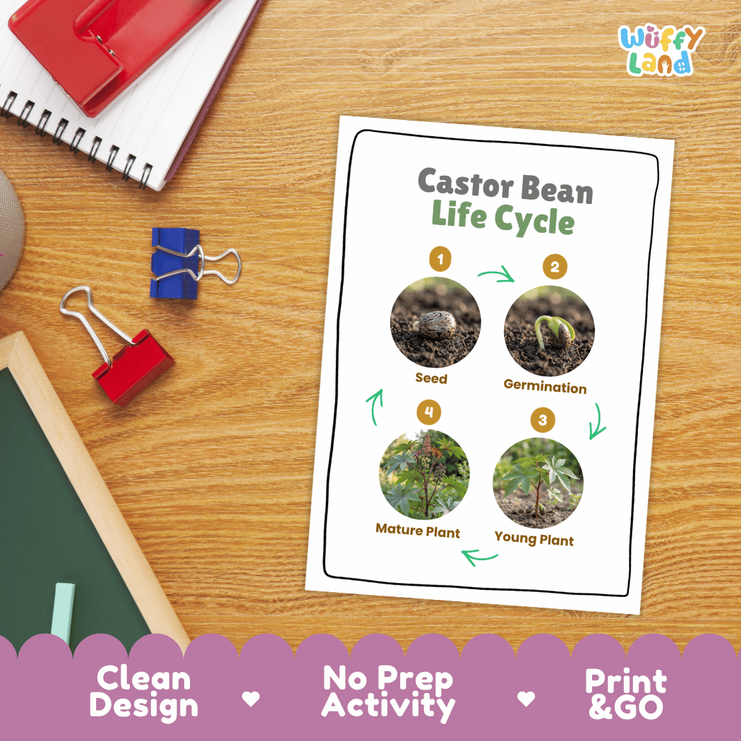 Castor Bean Life Cycle Poster and Cut and Paste Activity Worksheet