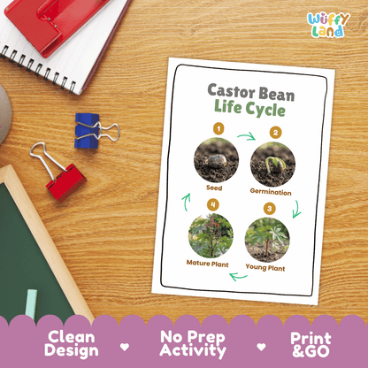 Castor Bean Life Cycle Poster and Cut and Paste Activity Worksheet