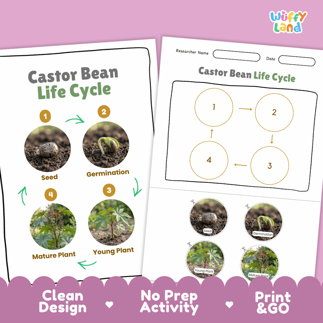 Castor Bean Life Cycle Poster and Cut and Paste Activity Worksheet