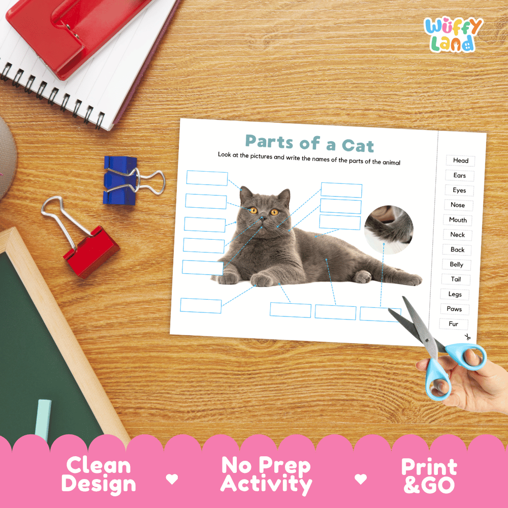 Printable animal body parts worksheet showing a realistic gray cat with blank labeling boxes and a vocabulary word bank for writing practice