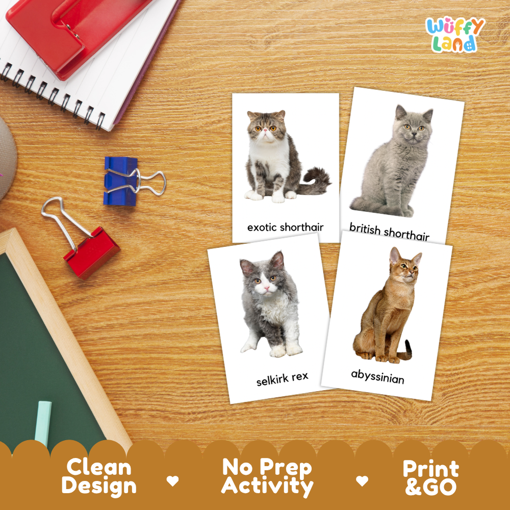 Four educational cat identification cards displayed on a wooden desk with school supplies. The cards show photos of different cat breeds with their names printed below: exotic shorthair, british shorthair, selkirk rex, and abyssinian.