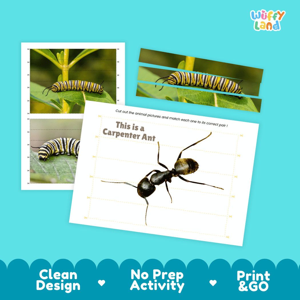Caterpillar Cut and Match Activity Printables Worksheets