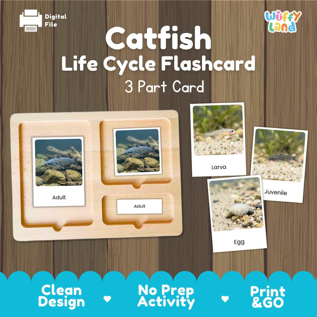 Catfish Life Cycle Flashcards 3 Part Cards Montessori Science Printable