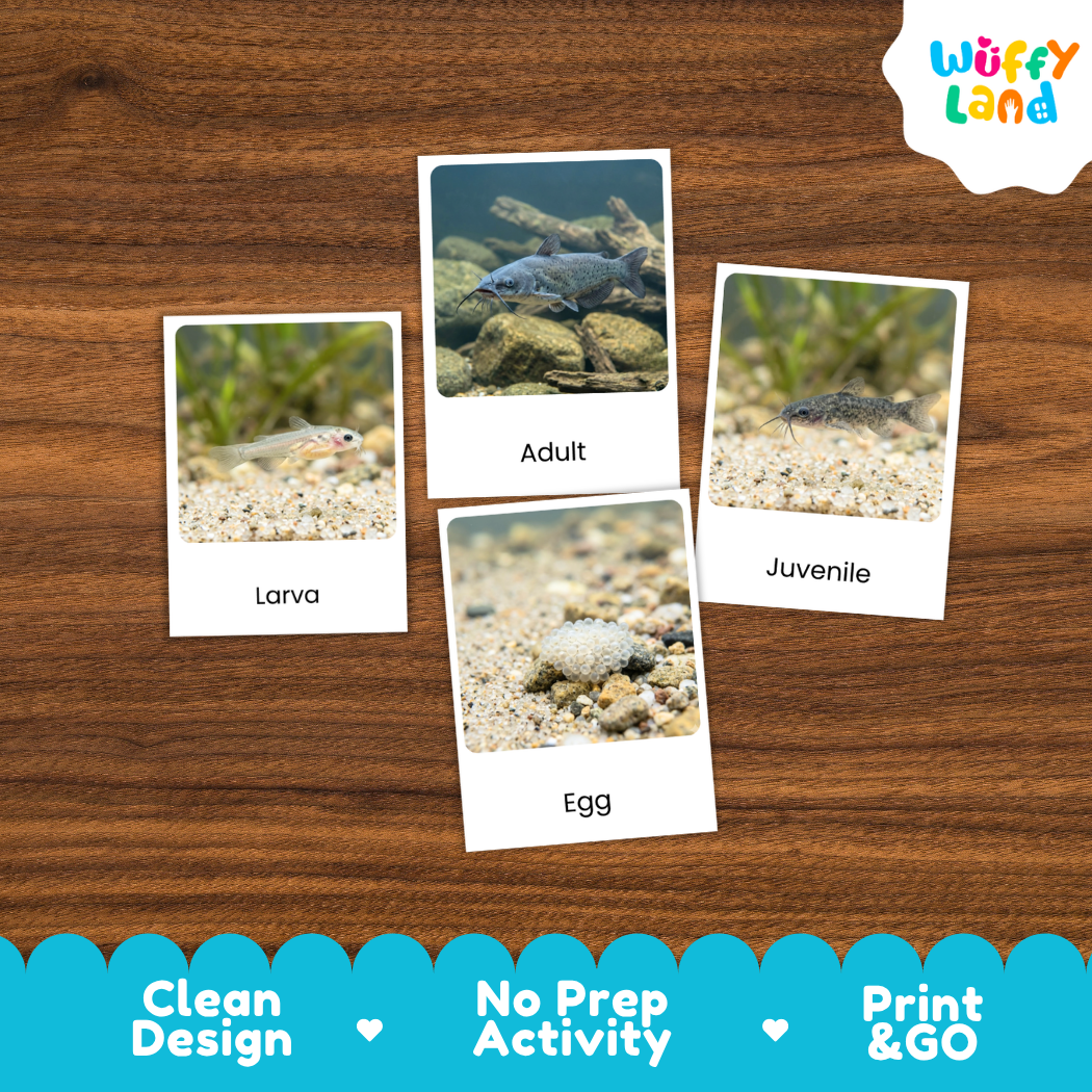 Catfish Life Cycle Flashcards 3 Part Cards Montessori Science Printable